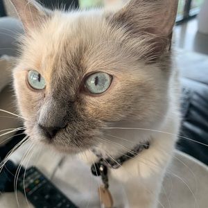 Meet your Posher, Lisa